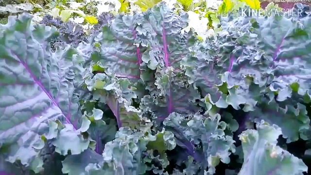 Капуста Кале,Скарлет.Украшение цветника.Полезные свойства Кале. смотреть онлайн