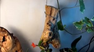 Обзор блоков для орхидей - какая древисина подойдет для ванды катлеи фаленопсиса?