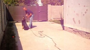 Приучение к поводку, первое занятие овчарки Дора