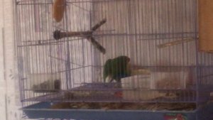 Спаривание неразлучников