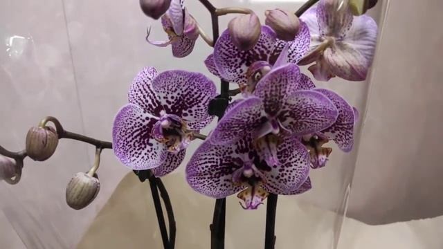 18.12.20.новые обалденные ОРХИДЕИ из Леруа Мерлен.. распаковка. смотреть онлайн