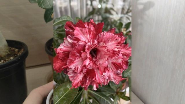 АДЕНИУМЫ ОБЗОР новых прививок #адениум #adenium смотреть онлайн