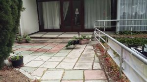 Парк Айвазовский. Павлины