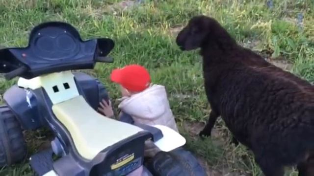 Собачка защищает ребёнка от барана. смотреть онлайн