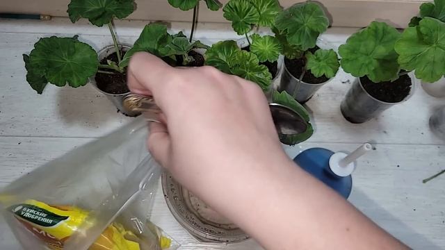 СЕКРЕТ МОЩНОЙ КОРНЕВОЙ НА ЧЕРЕНКАХ ПЕЛАРГОНИИ, корни лезут быстро и щеткой смотреть онлайн