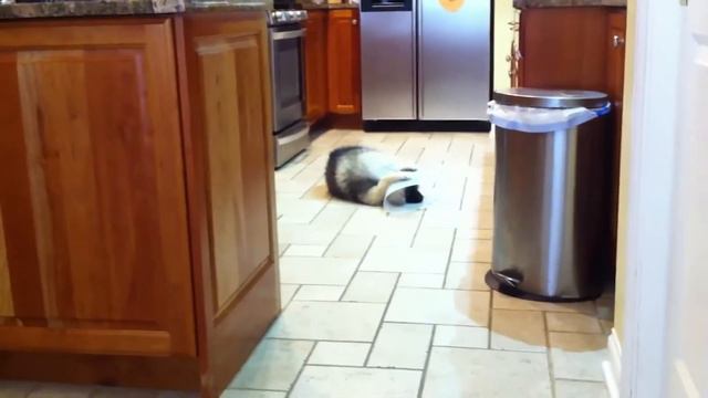 Приколы с животными 2020 / Смешные животные видео / Кошки смешное видео / Собаки приколы смотреть онлайн