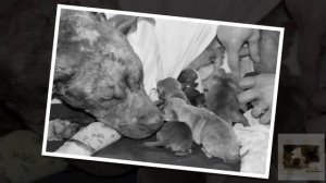 Dedicated to:MAMA PETUNIA and IT'S a PITTIE RESCUE (HD)