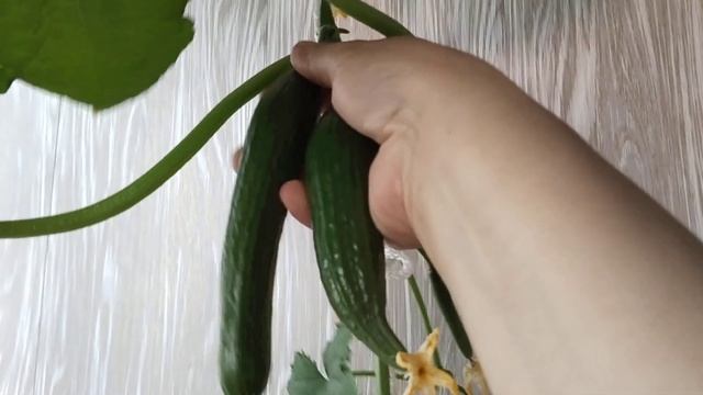 Урожай комнатных огурчиков))) смотреть онлайн