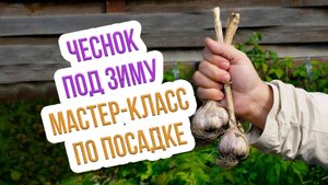 Посадка чеснока осенью под зиму - как делать ПРАВИЛЬНО! Пошаговый мастер Класс