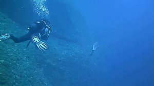 Mare di Portofino subacquei e castagnole