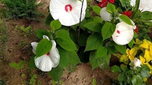 Гибискус болотный Белый с глазком.