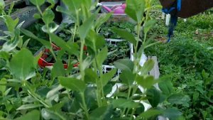 Саженцы голубики. Двулеточки от Модного фермера.