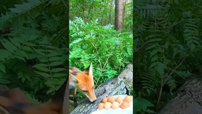 Кормлю  диких Лис.Полный фильм на канале Ушёл по Делам.