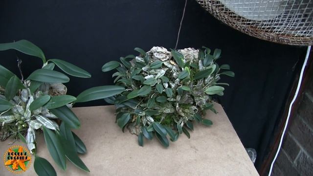 Dendrobium lindleyi VS Dendrobium jenkinsii смотреть онлайн