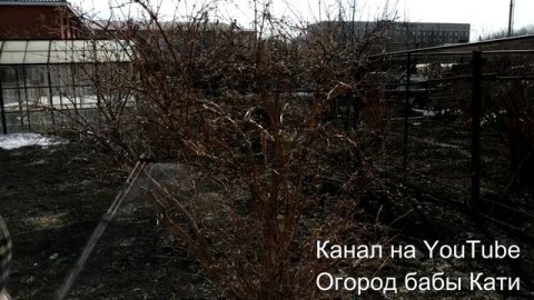 Срочно обработайте сад от болезней и вредителей. Весенняя обработка сада.