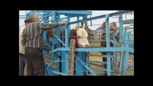 Станок для  фиксации КРС и искусственого осеменения КРС