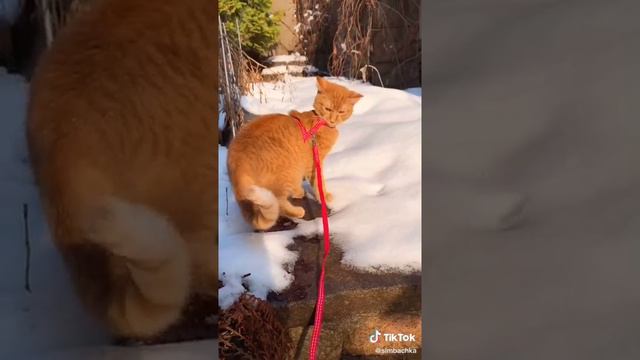 🐱Артем пошёл гулять симбой🐱Симбочка сбежал?😦@рекомендации @Симбочкамладший смотреть онлайн