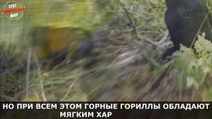 Горная Горилла: сильнейший представитель Приматов, их осталось меньше 1000 особей. Интересные факты