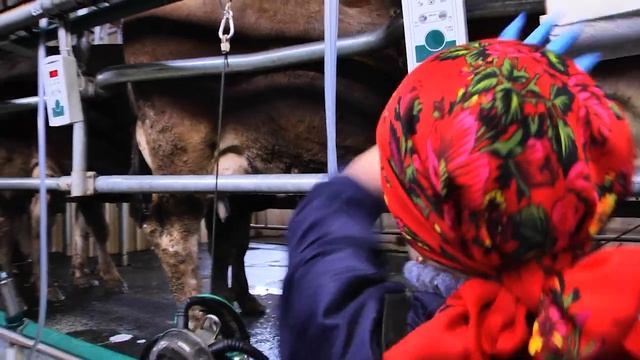 Почему "колбасит" цены на молоко. Май 2023 года.