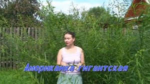 Купить черенки сортовой ивы. Лозоплетение. Плетение из лозы. Тверская ива Катерины Бочкарёвой.