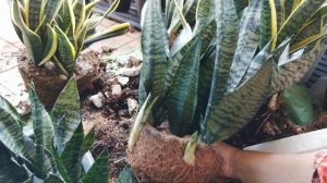 Review Sansevieria Robusta