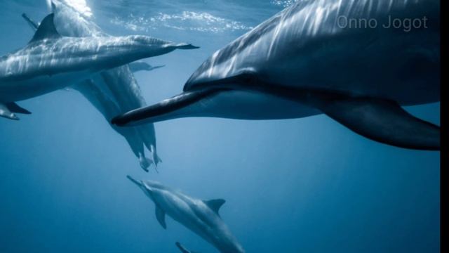 Dolphins || Smart, Beautiful, Funny Dolphins! Dolphin Dance Video || Sea World's Dolphin Show смотреть онлайн
