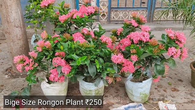 Galiff Street Plant Market In Kolkata Visit || Kolkata Largest Flower Plants Market In North Kolkat смотреть онлайн