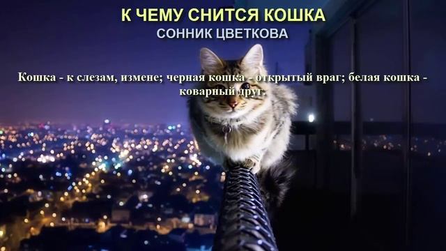 К чему снится кошка. Сонник Цветкова. Толкование снов. смотреть онлайн
