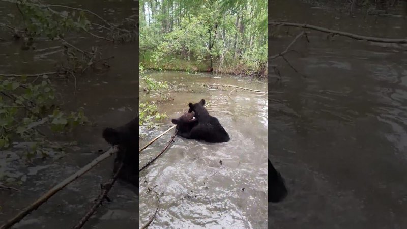 У медвежат водные процедуры. #bear