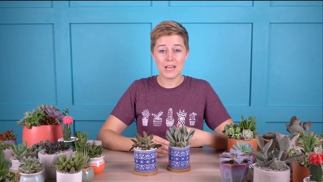 Learn why Kalanchoe tomentosa "Panda Plant" is so great for beginners! смотреть онлайн