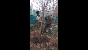 Как посадить большое дерево