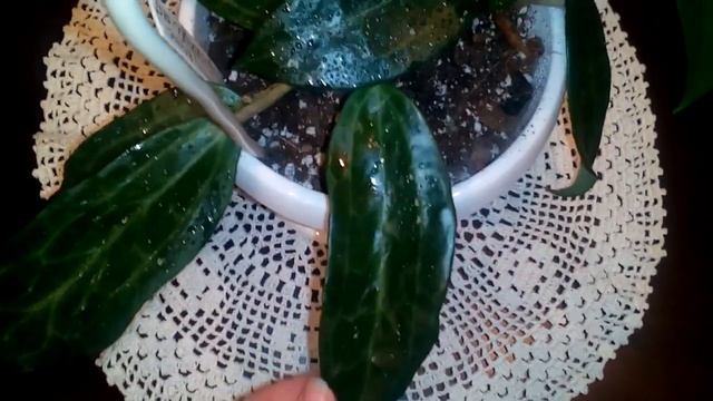 Hoya Polystachya. Уход, особенности