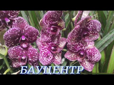 №912/ СВЕЖИЕ орхидеи в БАУЦЕНТРЕ