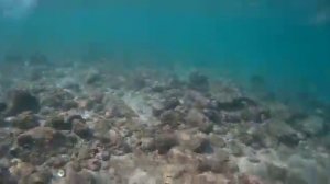 Акула в дикой природе на камеру, ОАЭ, Дубай, Фуджейра, Акулий остров.10/2017