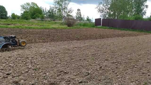 Картофель. Рыхление междурядий. Мотоблок на 2х фрезах.