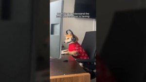 Funniest WFH Dog Videos by Cody Taurus