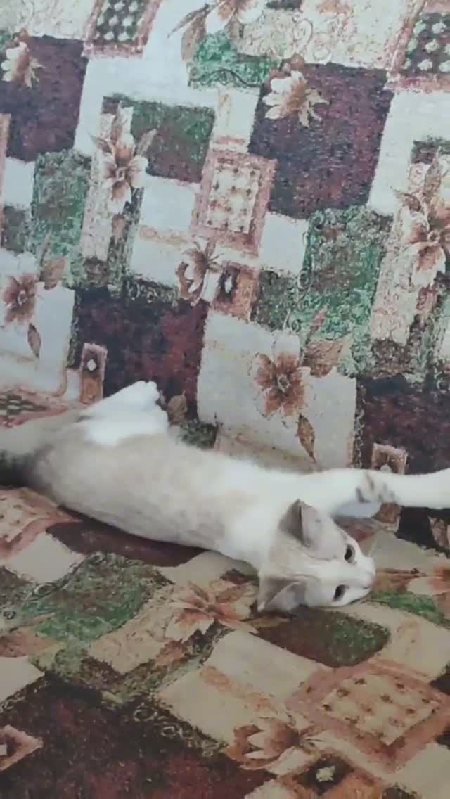 Сонечка