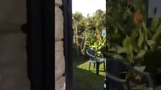 “Garden resort Bergamot 4” Релакс-сад+ желтопопики! смотреть онлайн