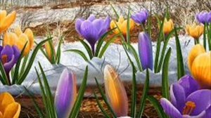 гр БЕЛЫЕ КРЫЛЬЯ .  "МЕЛОДИЯ".