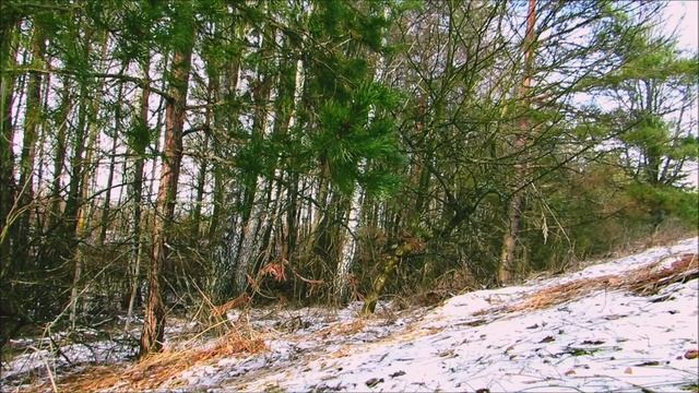 На лесной опушке | Шум леса | Видео для отдыха | Звуки живой природы | Зима смотреть онлайн