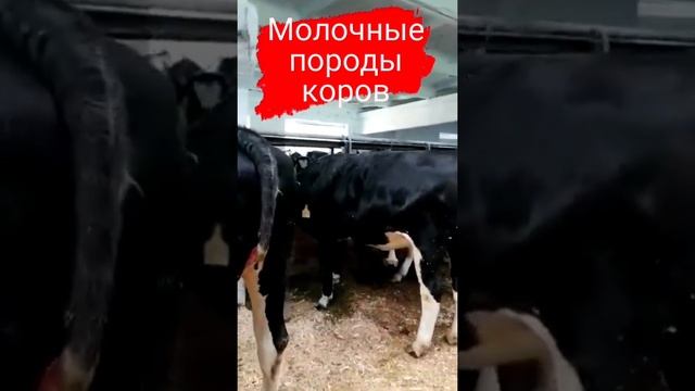 Племенные нетели молочной породы КРС, порода Голштин, порода Холмогор, порода Черная пестрая. short