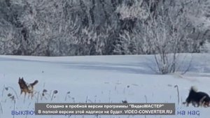 бездомные собаки загрызли косулю