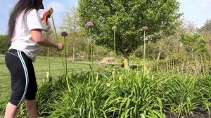 Allium Gladiator #springflowers