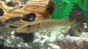 Щука, Судак, Окунь и др. в Аквариуме 2018. Прогноз клева по поведению Рыбы.