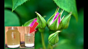 Подкормите этим розы перед цветением для супер красивых цветов! Подкормка роз в период бутонизации!