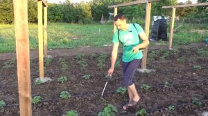 ОБРАБАТЫВАЕМ ТОМАТЫ И ОГУРЦЫ ОТ БОЛЕЗНЕЙ И ВРЕДИТЕЛЕЙ БЕЗ ХИМИИ