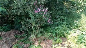 spiraea billardii