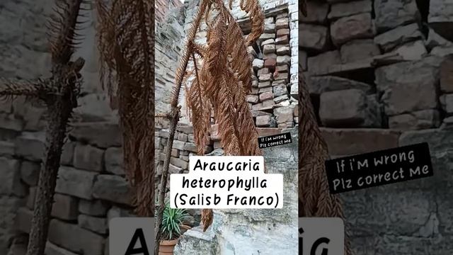 Is your plant dead ? ( Araucaria Heterophylla (Salisb) Franco)