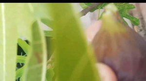 Инжир Ронд де Бордо для контейнерного садоводства | Россия | Hortus Eden
