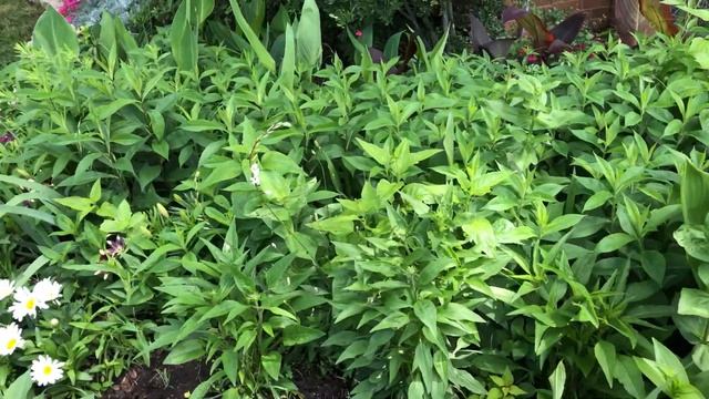 Planting Gaura in the flower bed.Care tips how to grow for none stop blooms.Zone 8a.//Small garden смотреть онлайн